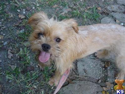 Dog For Sale